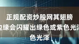 正规配资炒股网其翅膀边缘会闪耀出绿色或紫色光泽